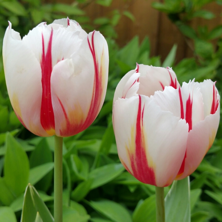 Tulip Sorbet (Single Late) in the GardenTags plant encyclopedia