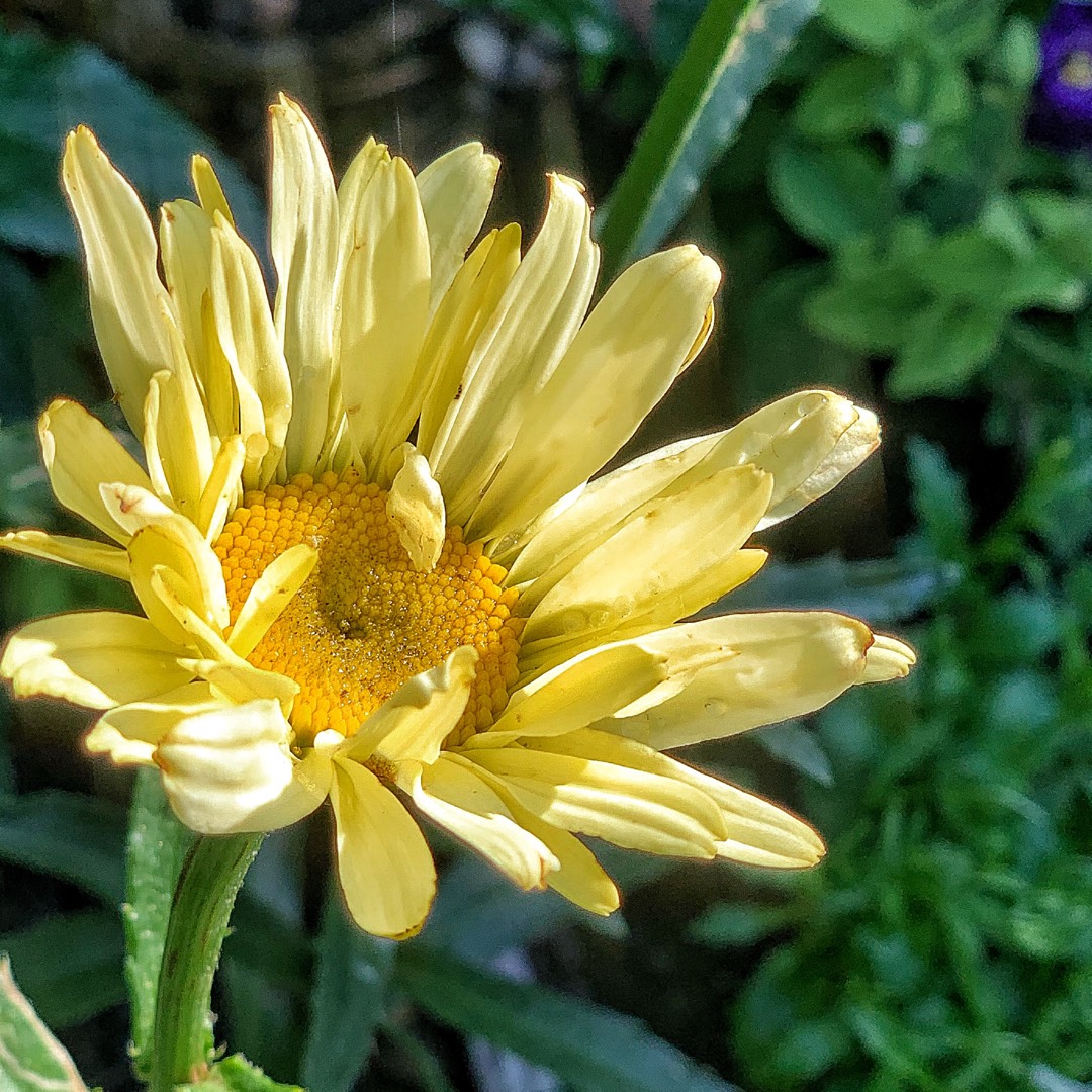 Shasta Daisy Sunshine Peach in the GardenTags plant encyclopedia