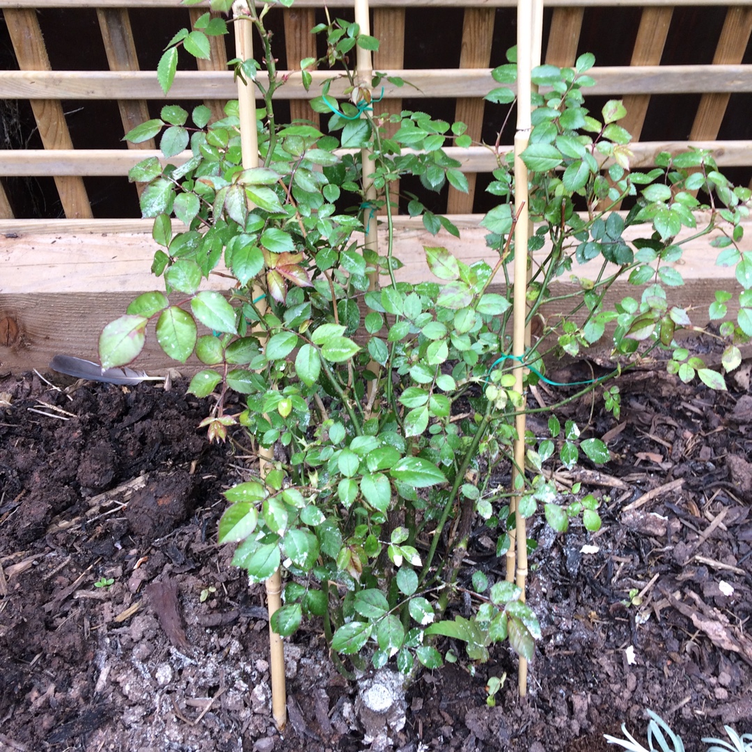 Rose Star Performer (Climbing) in the GardenTags plant encyclopedia