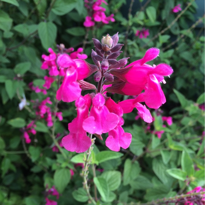 Salvia Mulberry Jam in the GardenTags plant encyclopedia