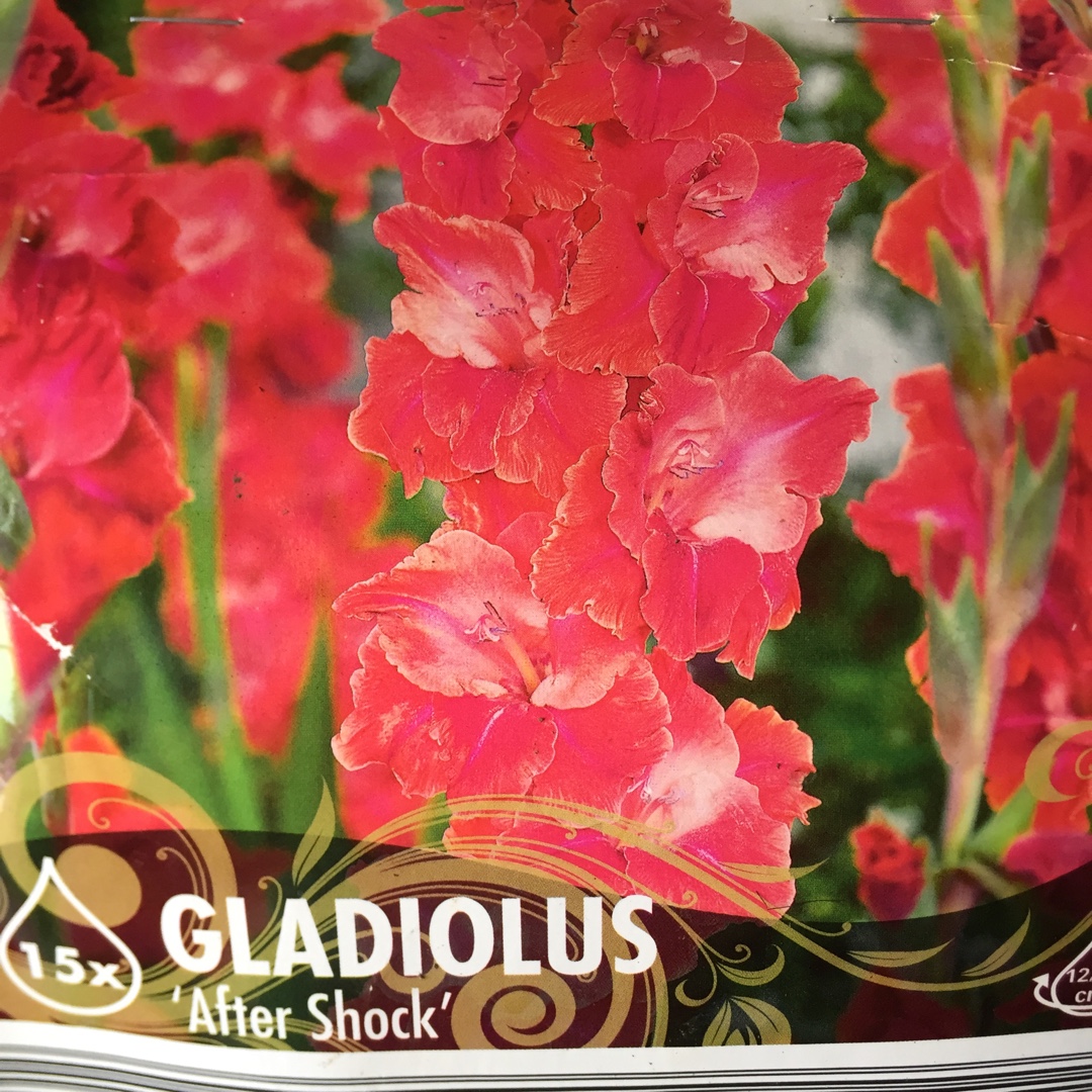 Gladioli After Shock in the GardenTags plant encyclopedia