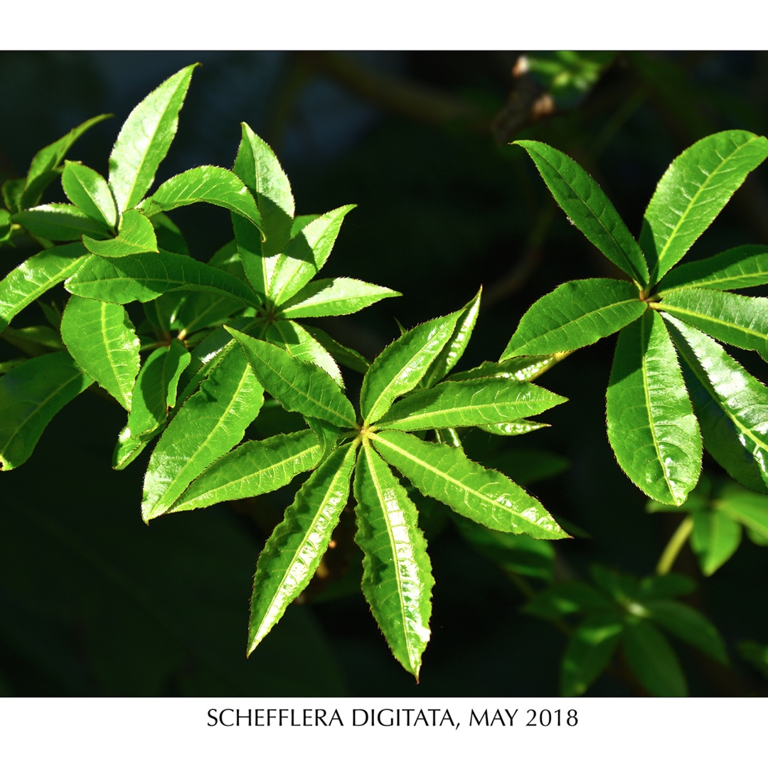 Umbrella Tree in the GardenTags plant encyclopedia