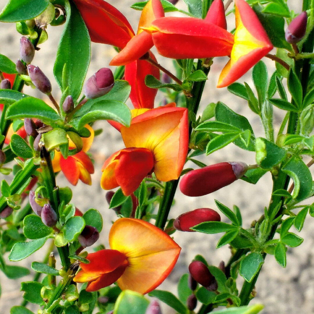 Warminster Broom in the GardenTags plant encyclopedia