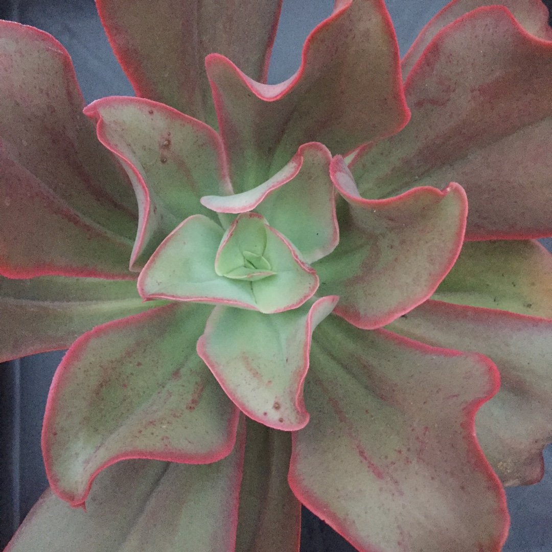 Echeveria Kissing in the GardenTags plant encyclopedia