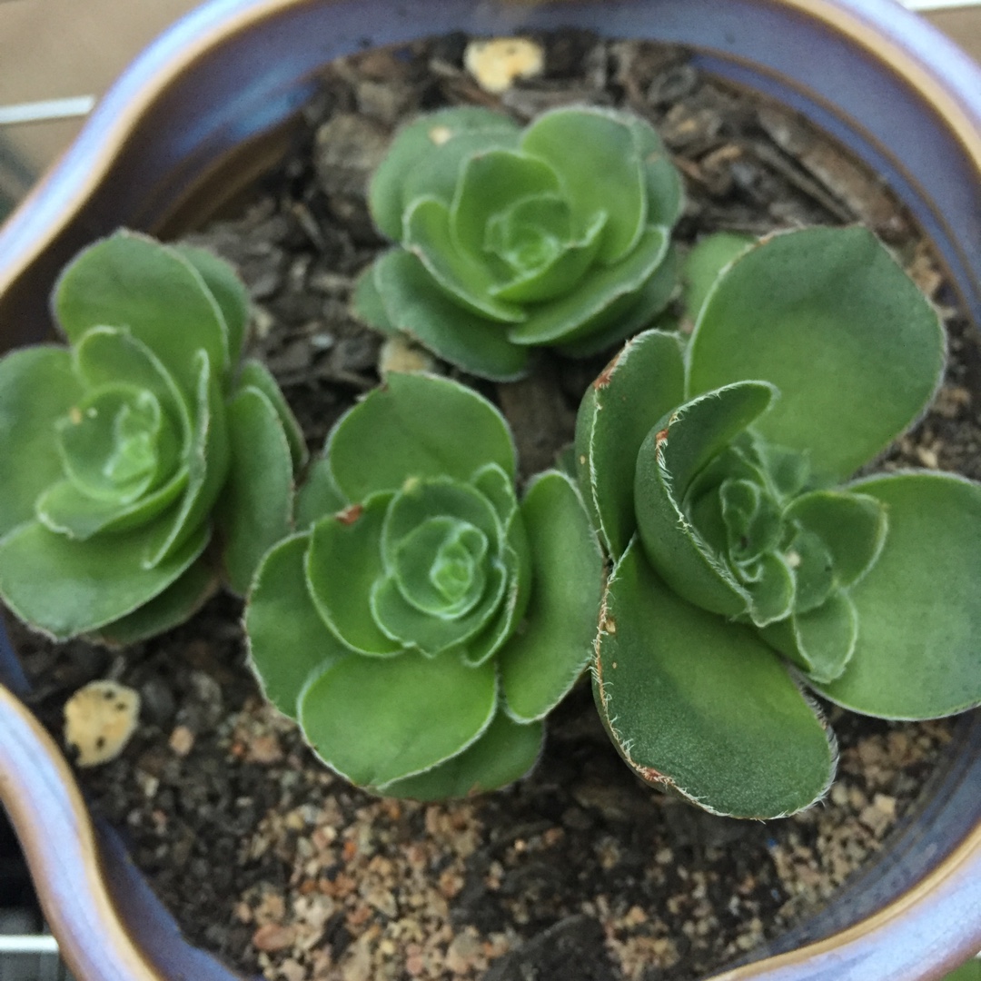 Crassula 'Roger Jones', Crassula 'Roger Jones' in GardenTags plant ...