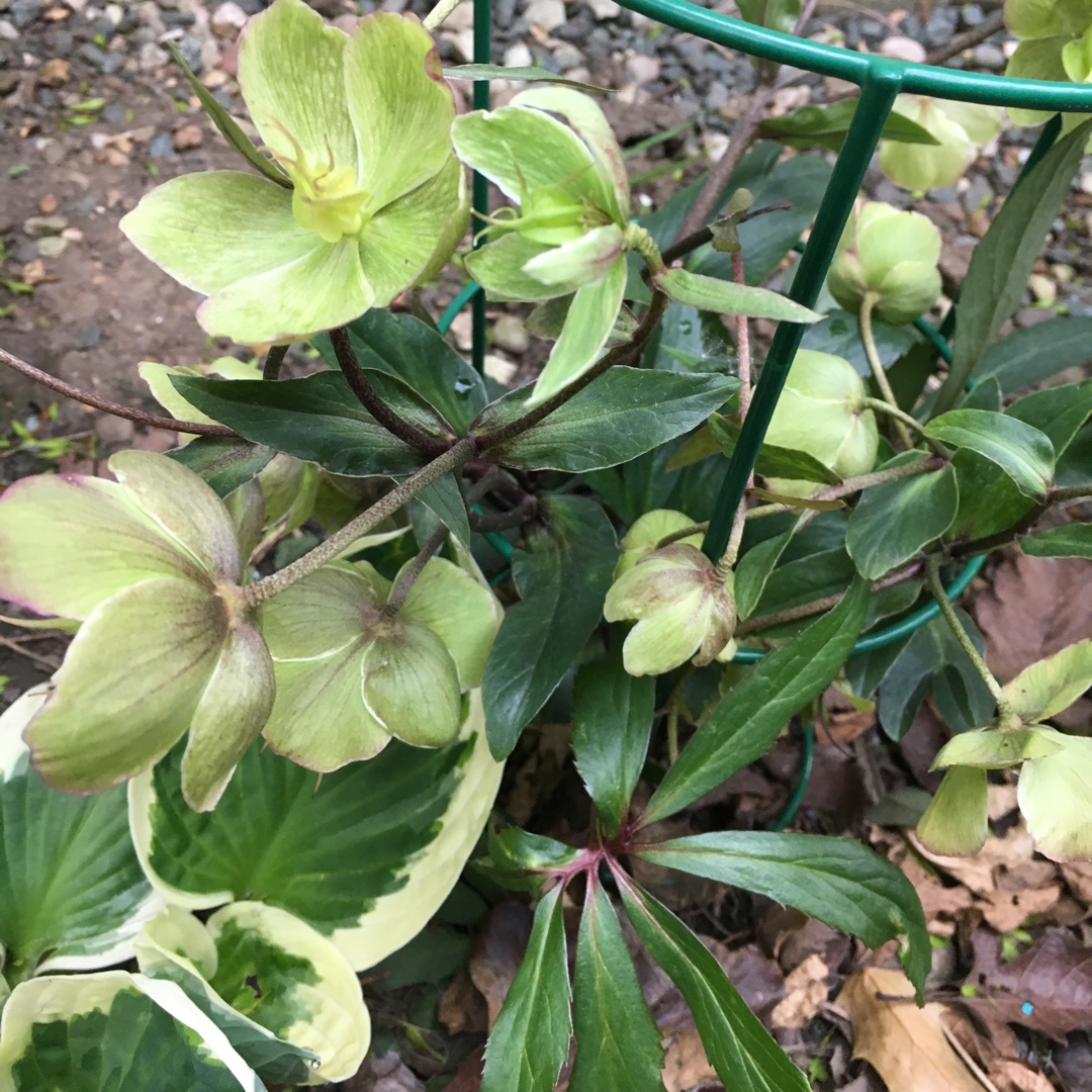 Hellebore Cheryls Shine in the GardenTags plant encyclopedia