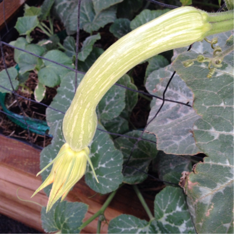 Zucchini Tromboncino in the GardenTags plant encyclopedia