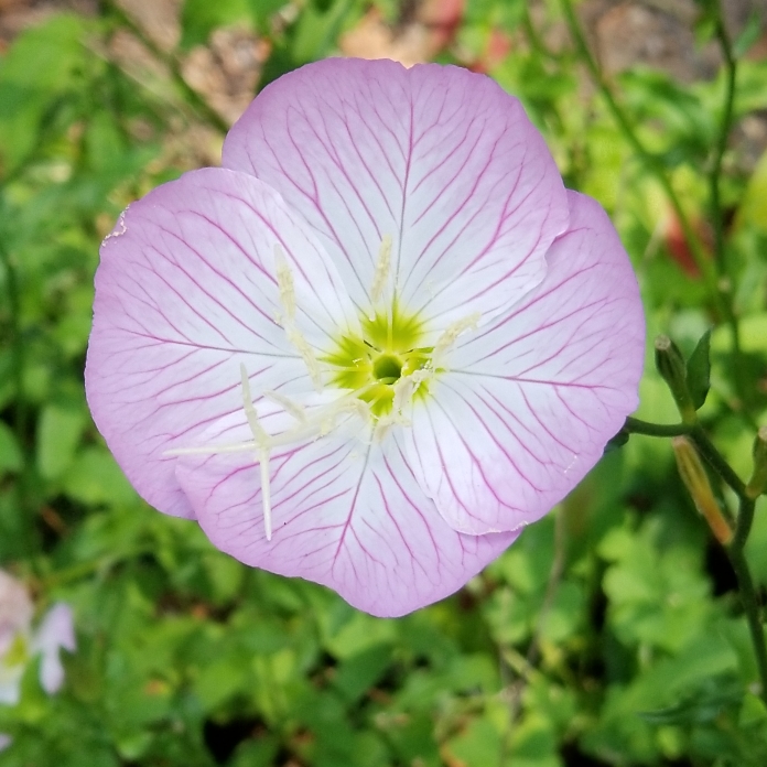 Evening Primrose in the GardenTags plant encyclopedia