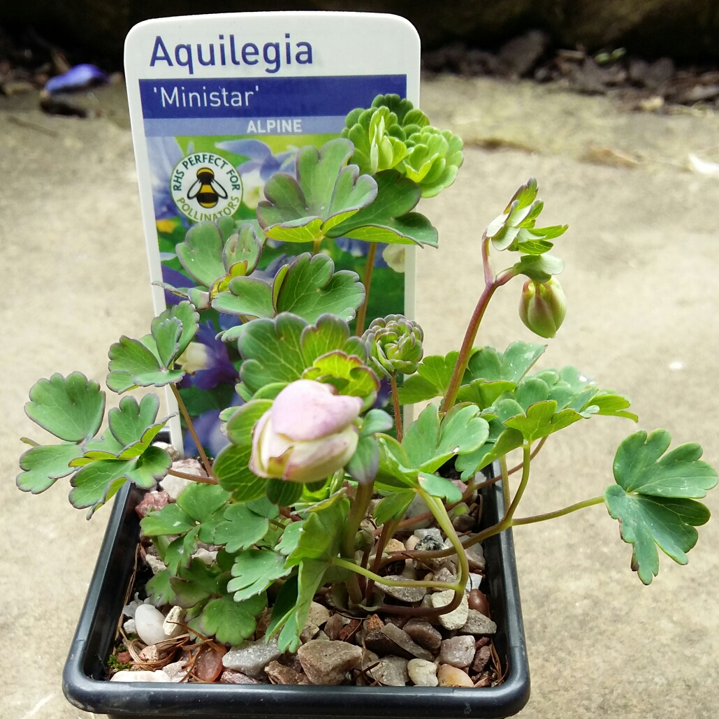 Columbine Mini-Star in the GardenTags plant encyclopedia