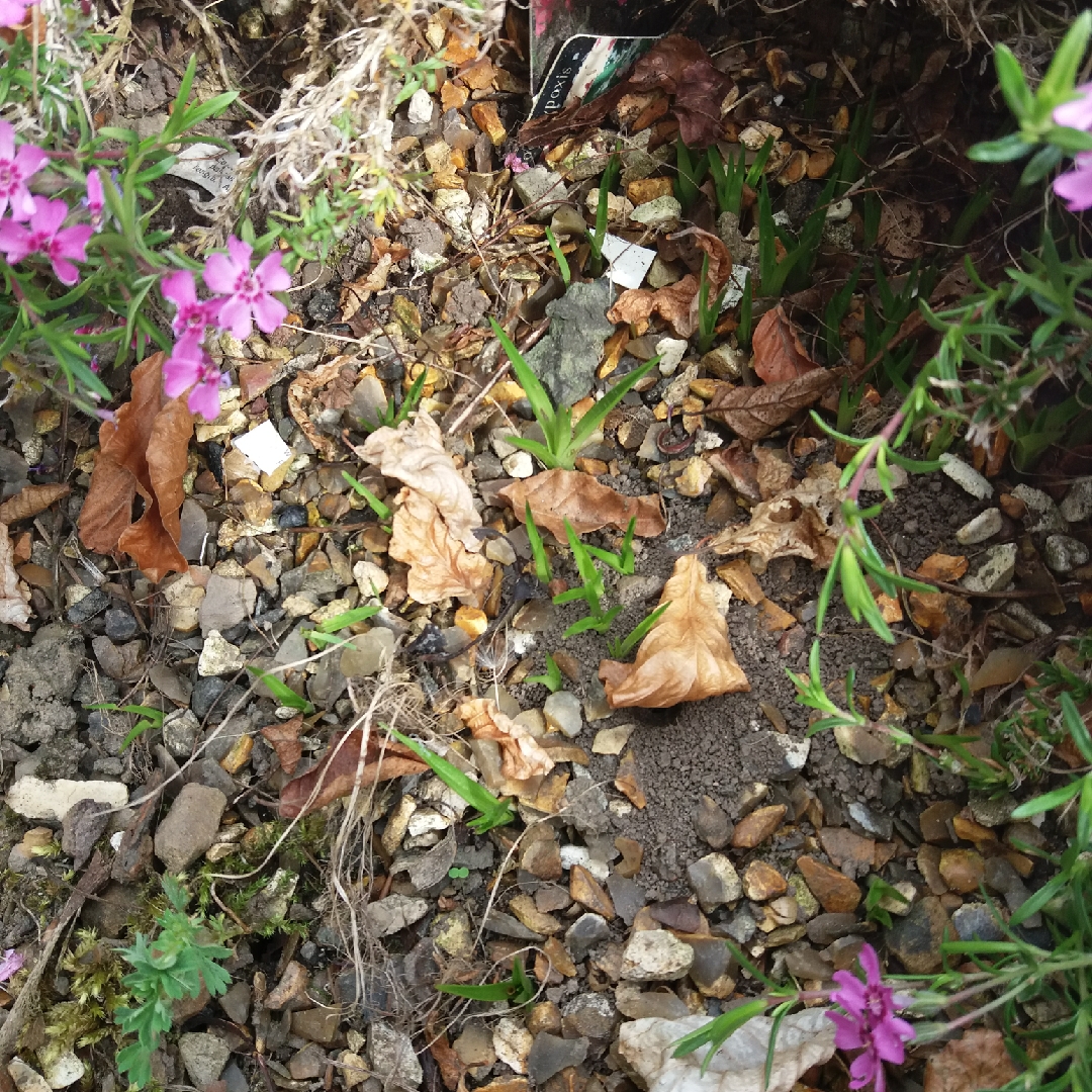 Pink Star Damask in the GardenTags plant encyclopedia