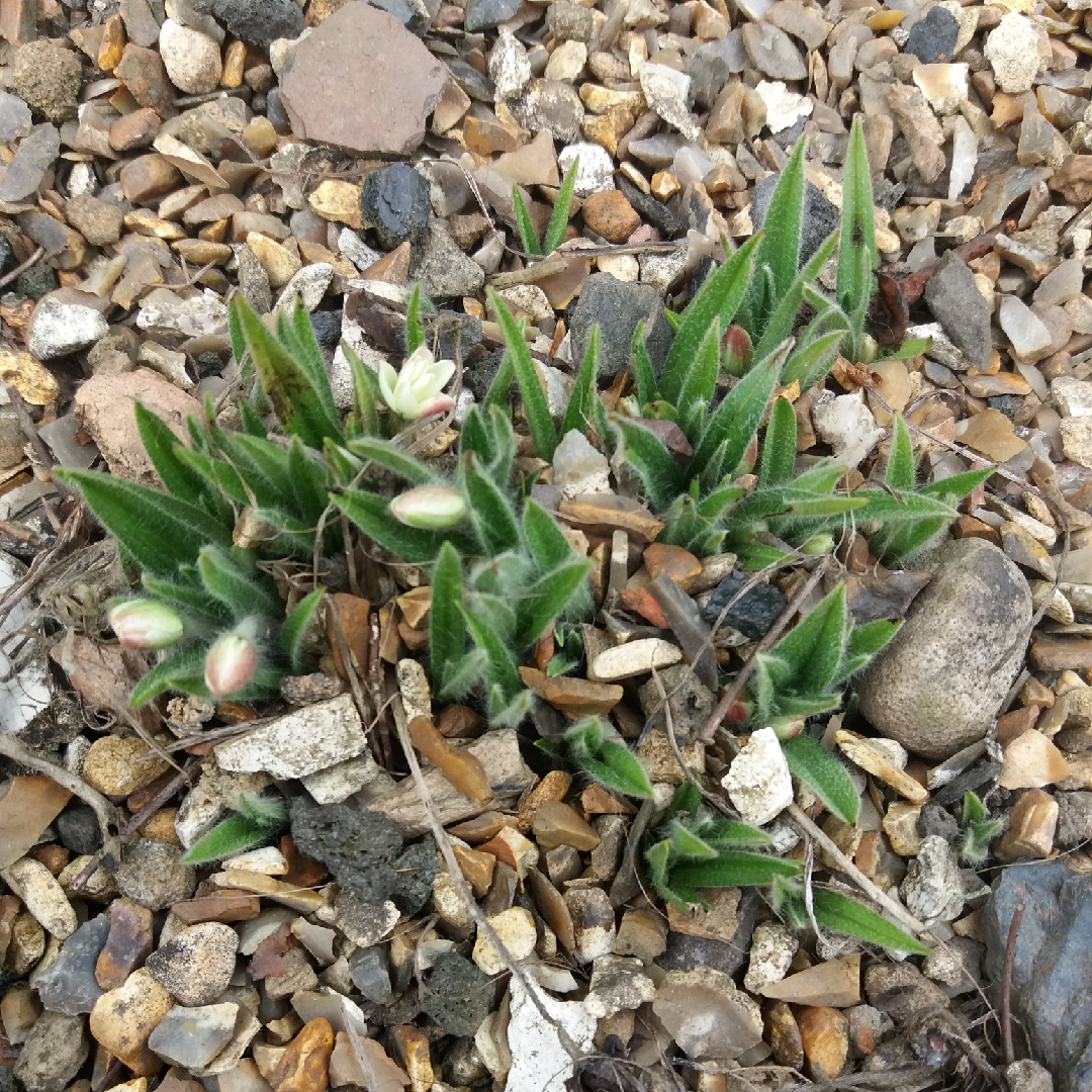 Red Star Lily Jean in the GardenTags plant encyclopedia