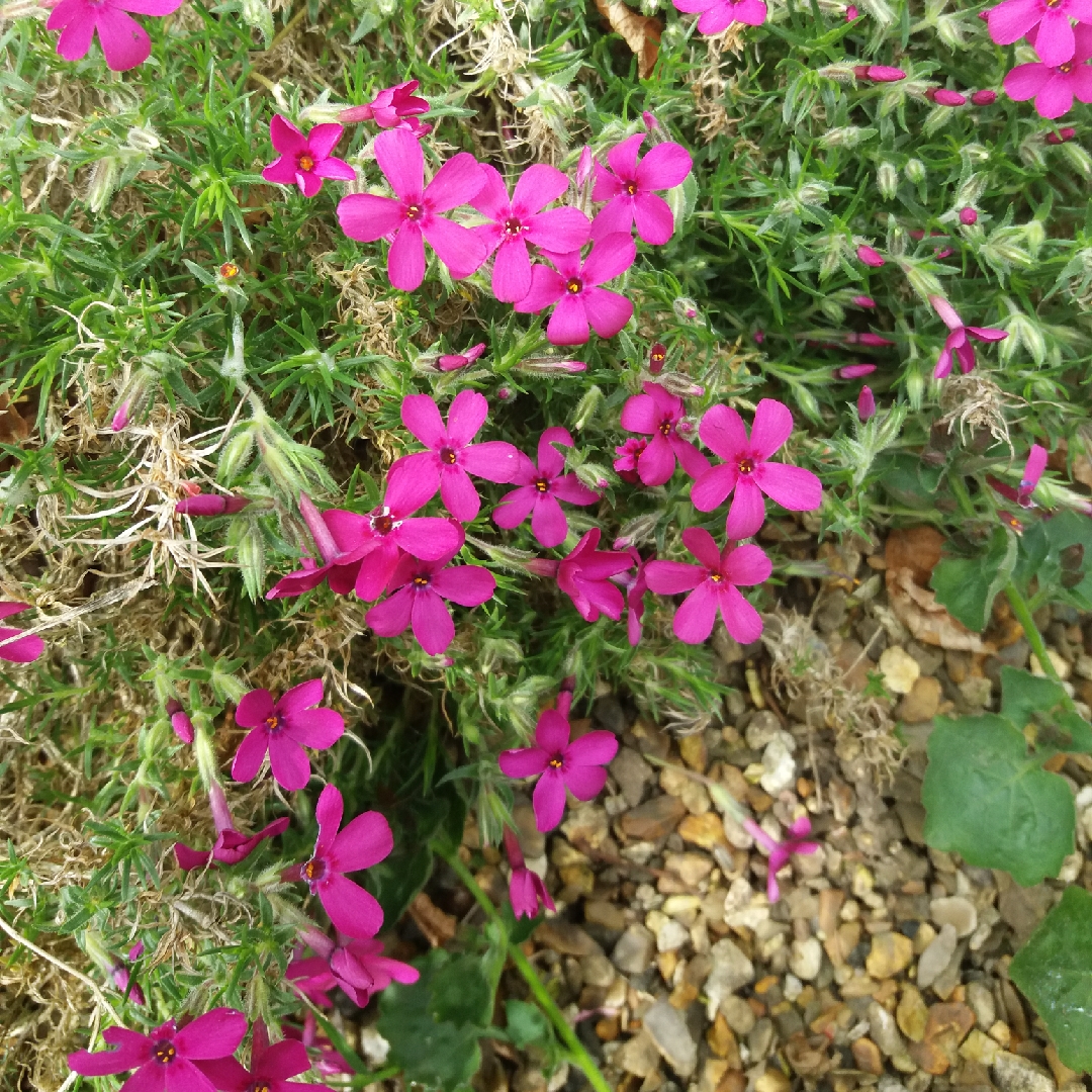 Phlox Oxen Blood in the GardenTags plant encyclopedia