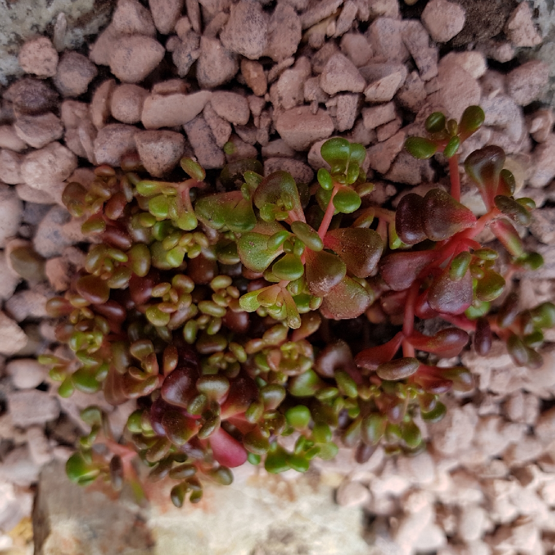 Sedum tenue Procumbens in the GardenTags plant encyclopedia