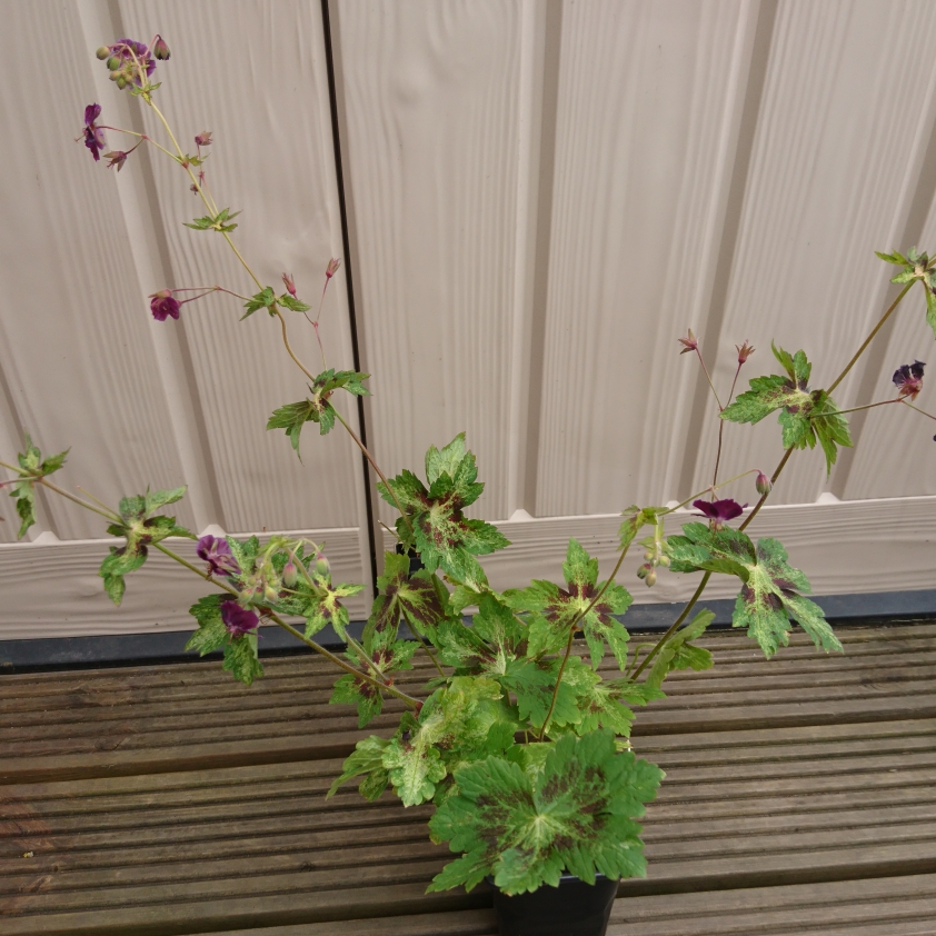 Dusky Cranesbill Springtime in the GardenTags plant encyclopedia