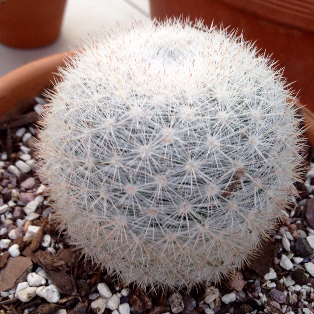 Mammilloydia Candida Rosea in the GardenTags plant encyclopedia