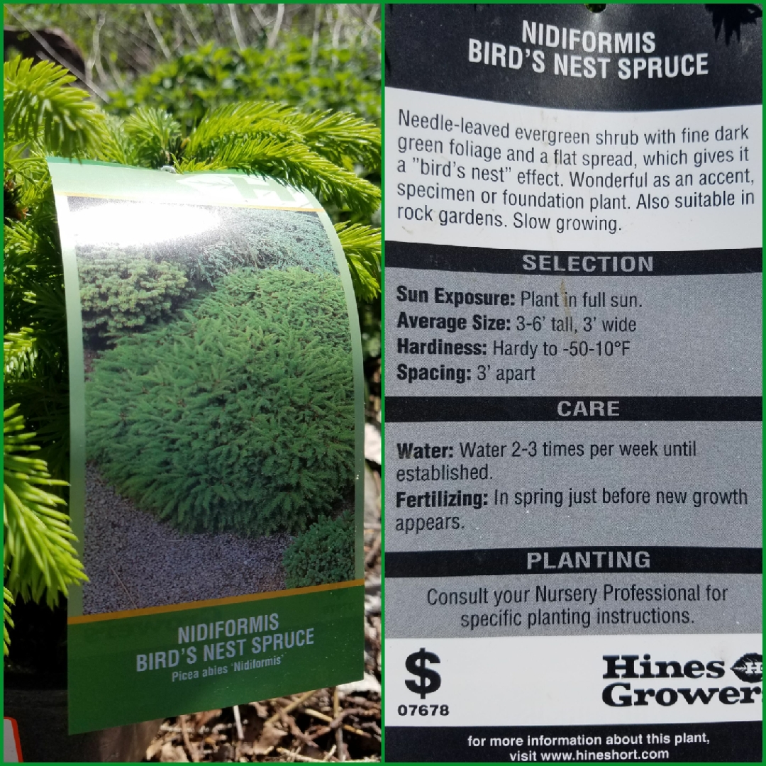 Norway Spruce Nidiformis in the GardenTags plant encyclopedia