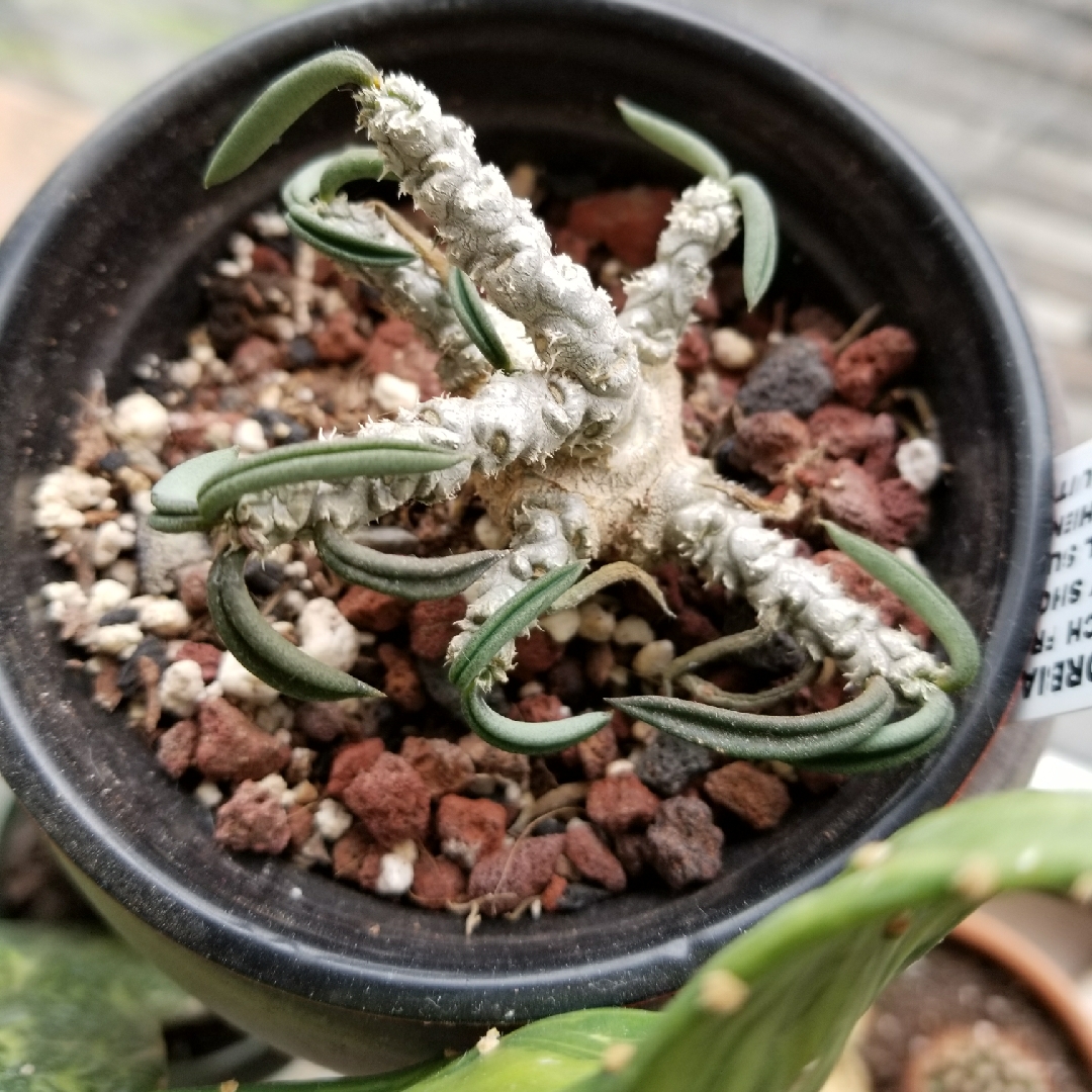 Madagascar Bonsai in the GardenTags plant encyclopedia