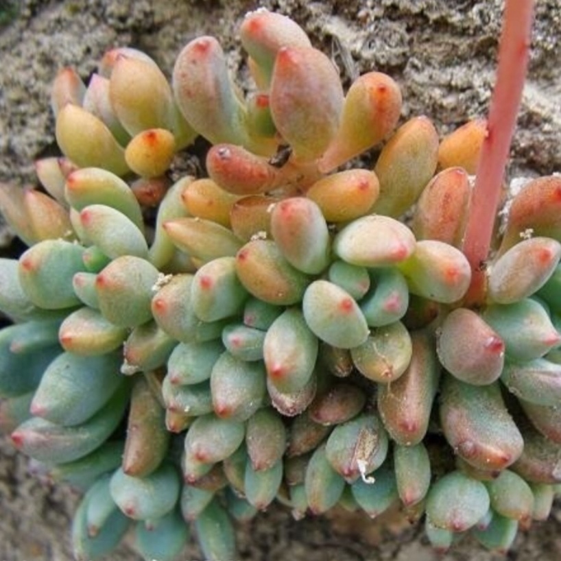 Echeveria Amoena in the GardenTags plant encyclopedia