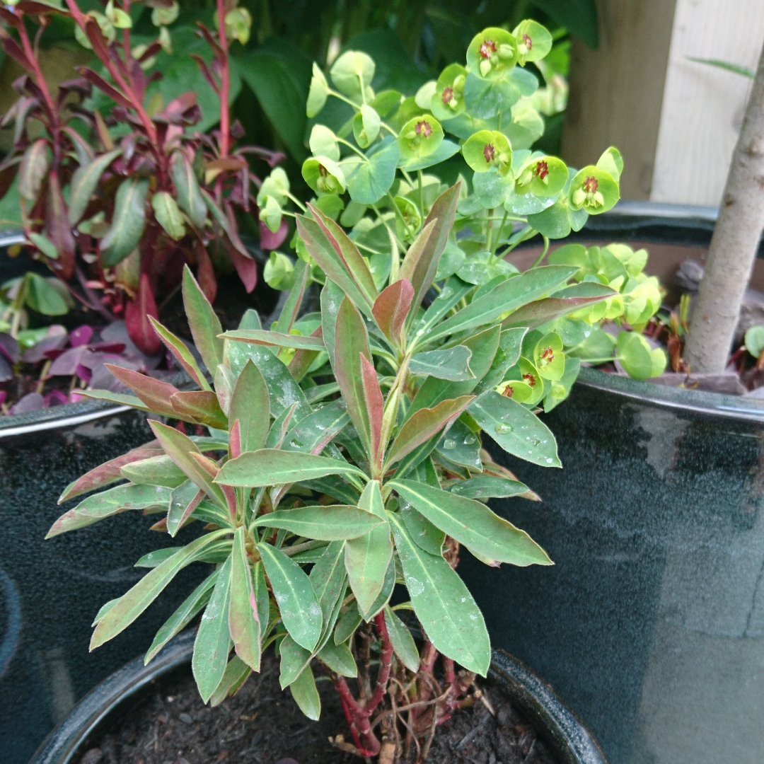 Martins Spurge Kolibri in the GardenTags plant encyclopedia