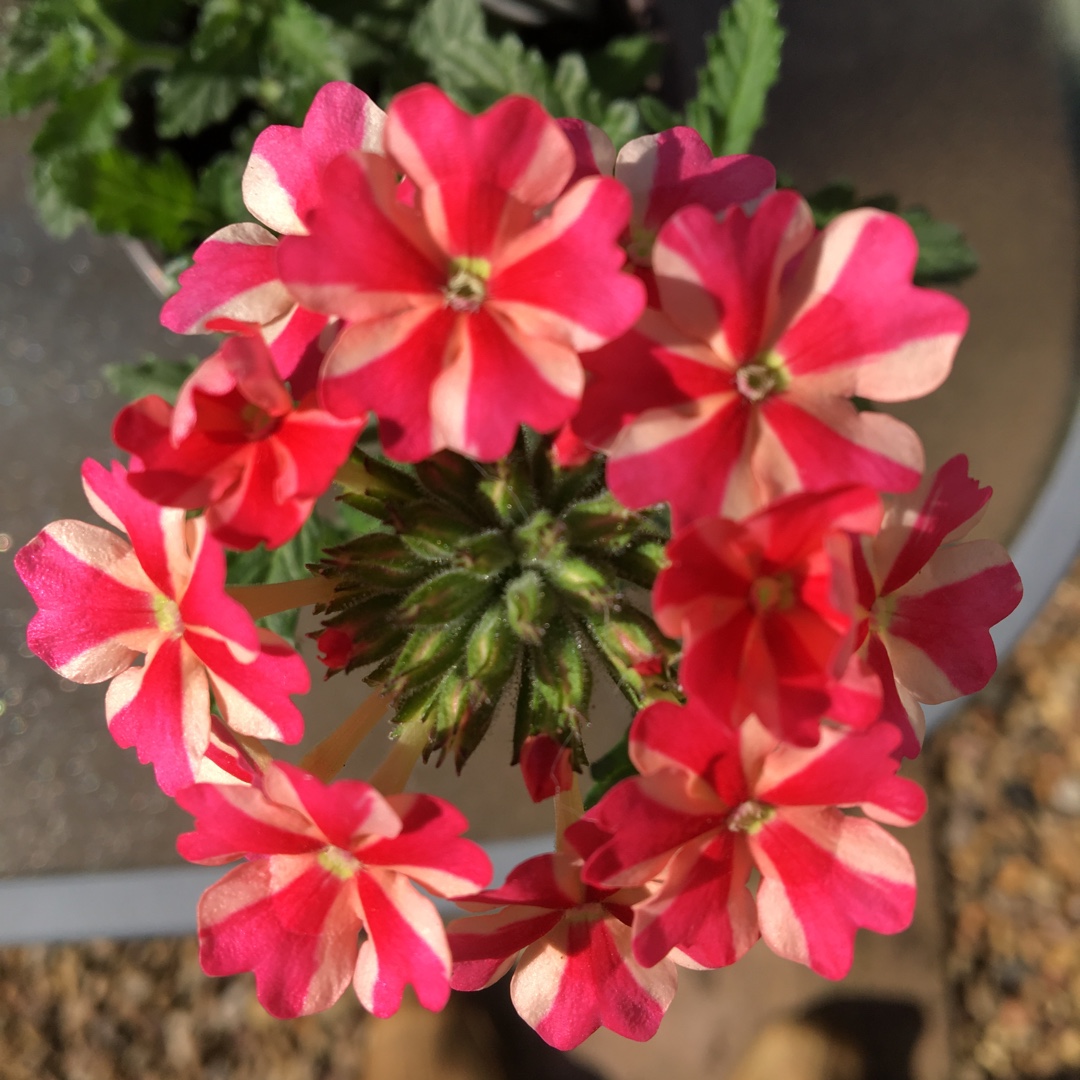 Verbena Rose Star in the GardenTags plant encyclopedia