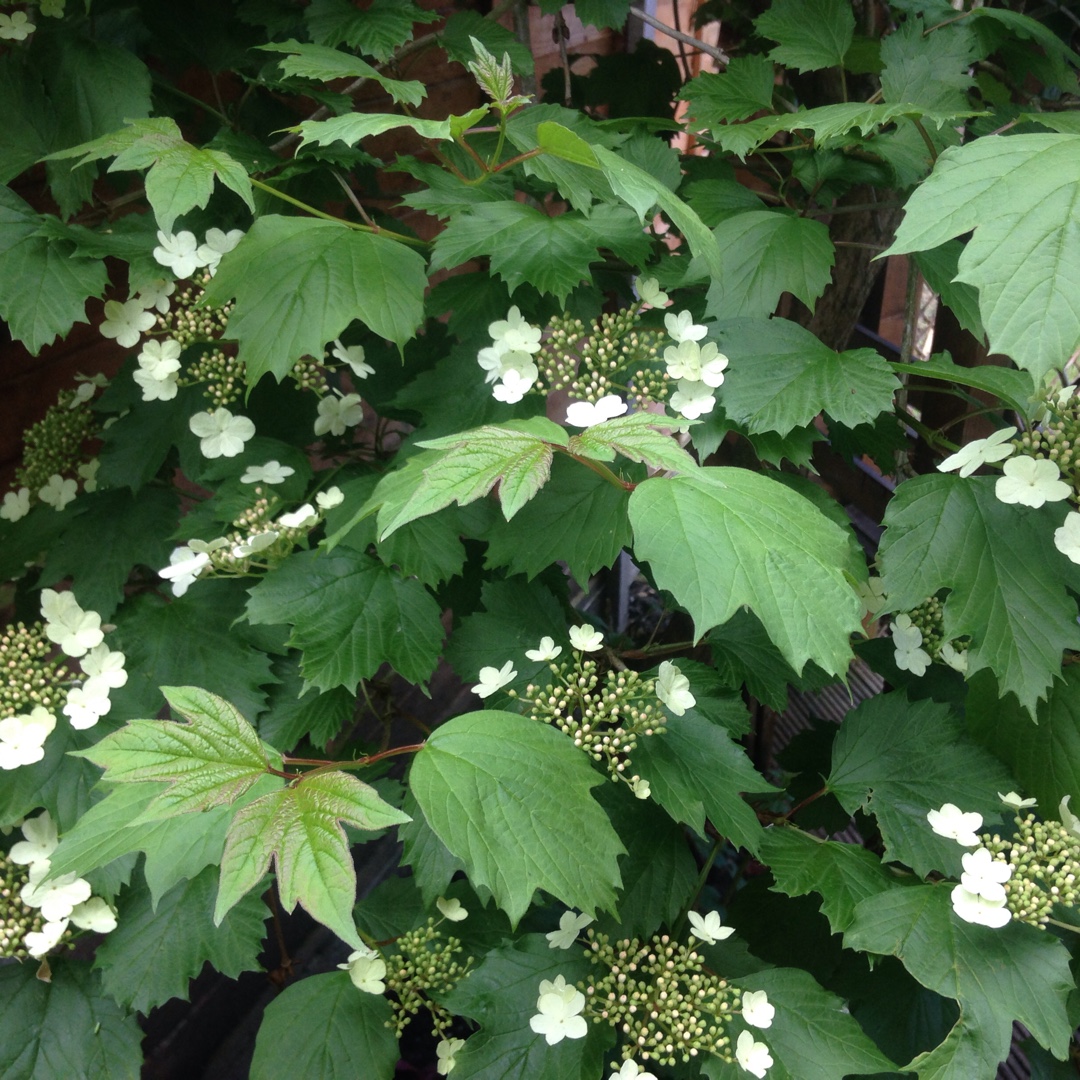 Sargent Viburnum in the GardenTags plant encyclopedia