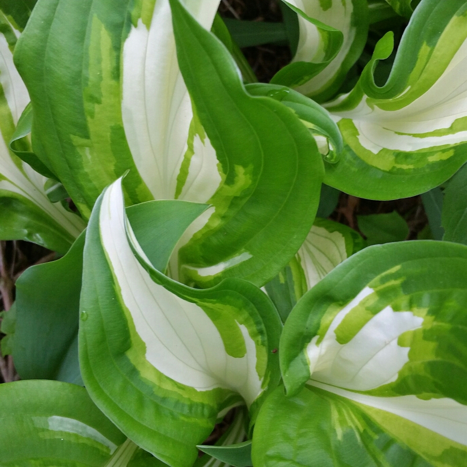 Plantain Lily (Species) One Striped Wavy Plantain Lily in the GardenTags plant encyclopedia