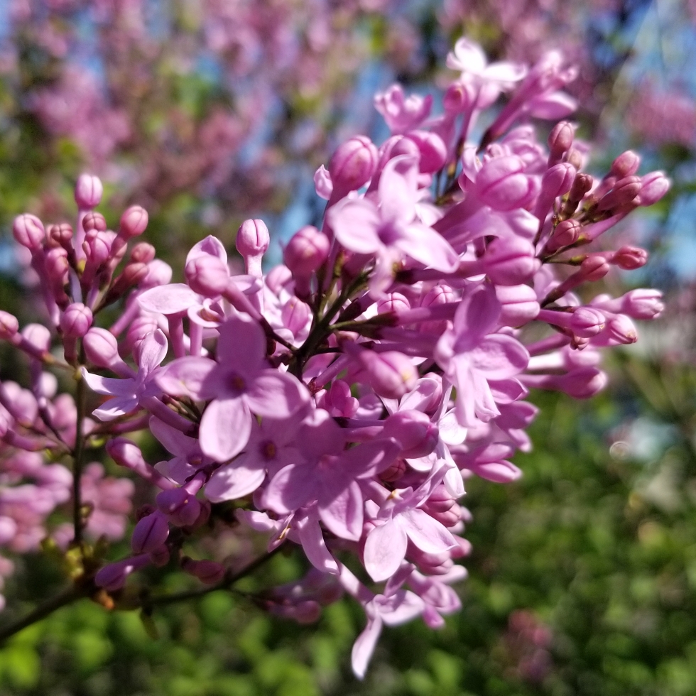 Chinese Lilac Lilac Sunday in the GardenTags plant encyclopedia