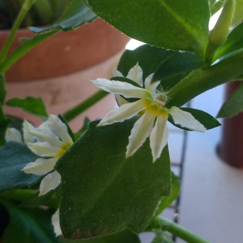 Scaevola Whirlwind White in the GardenTags plant encyclopedia