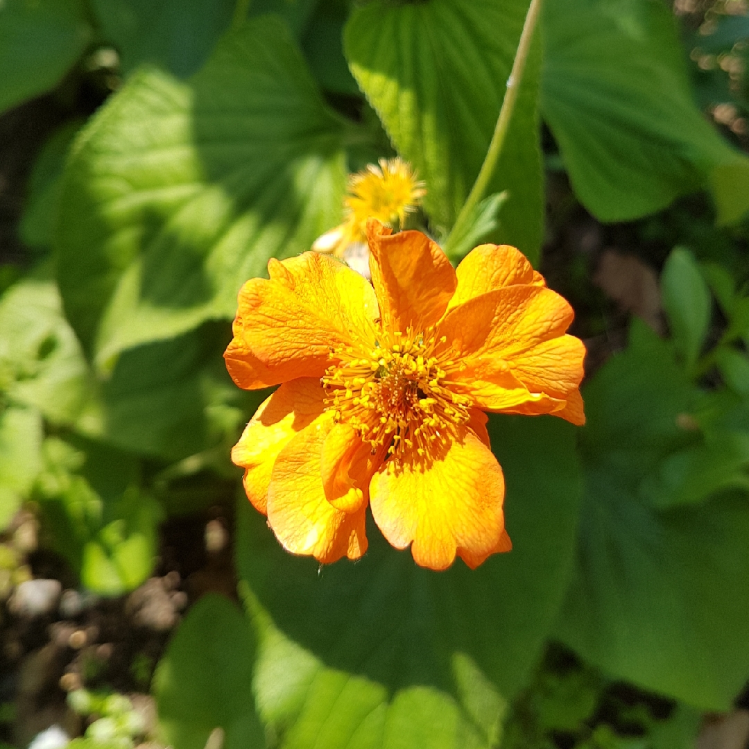 Avens Princess Juliana in the GardenTags plant encyclopedia