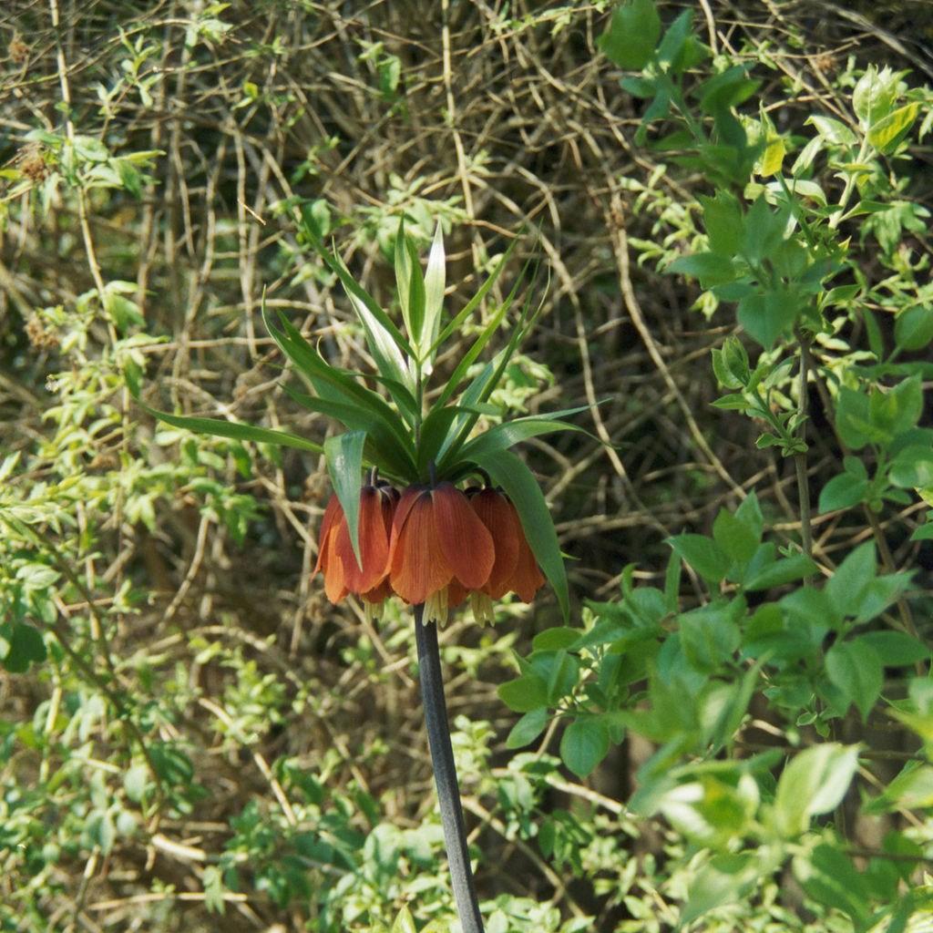 Crown Imperial Bloms Orange Perfection in the GardenTags plant encyclopedia