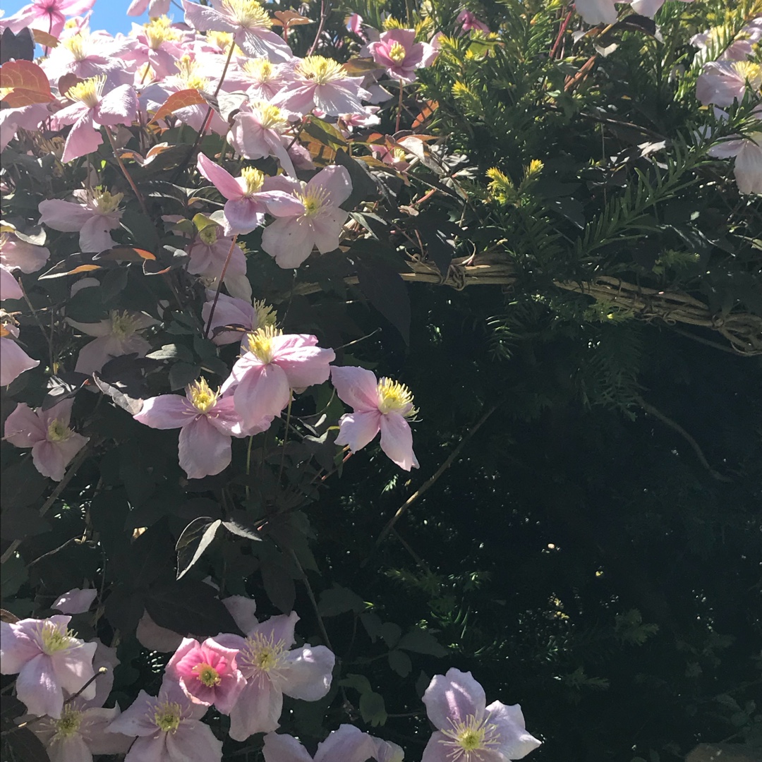 Clematis montana in the GardenTags plant encyclopedia