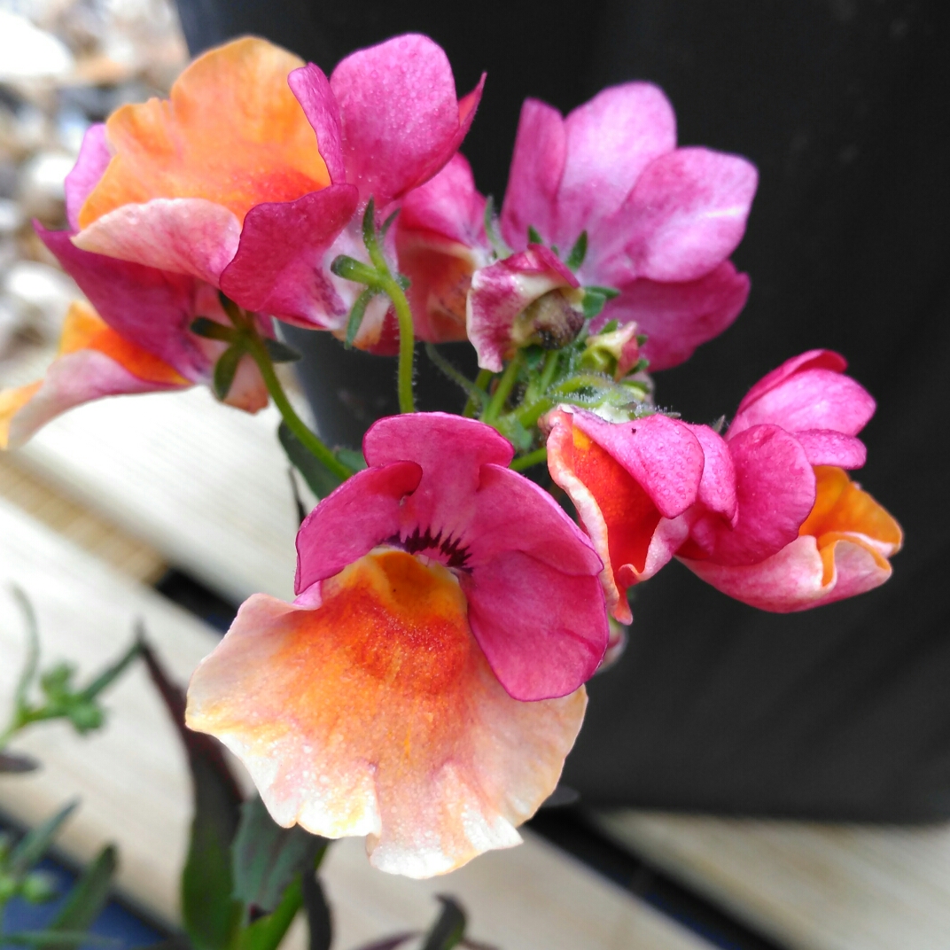 Nemesia Lyric Copper in the GardenTags plant encyclopedia