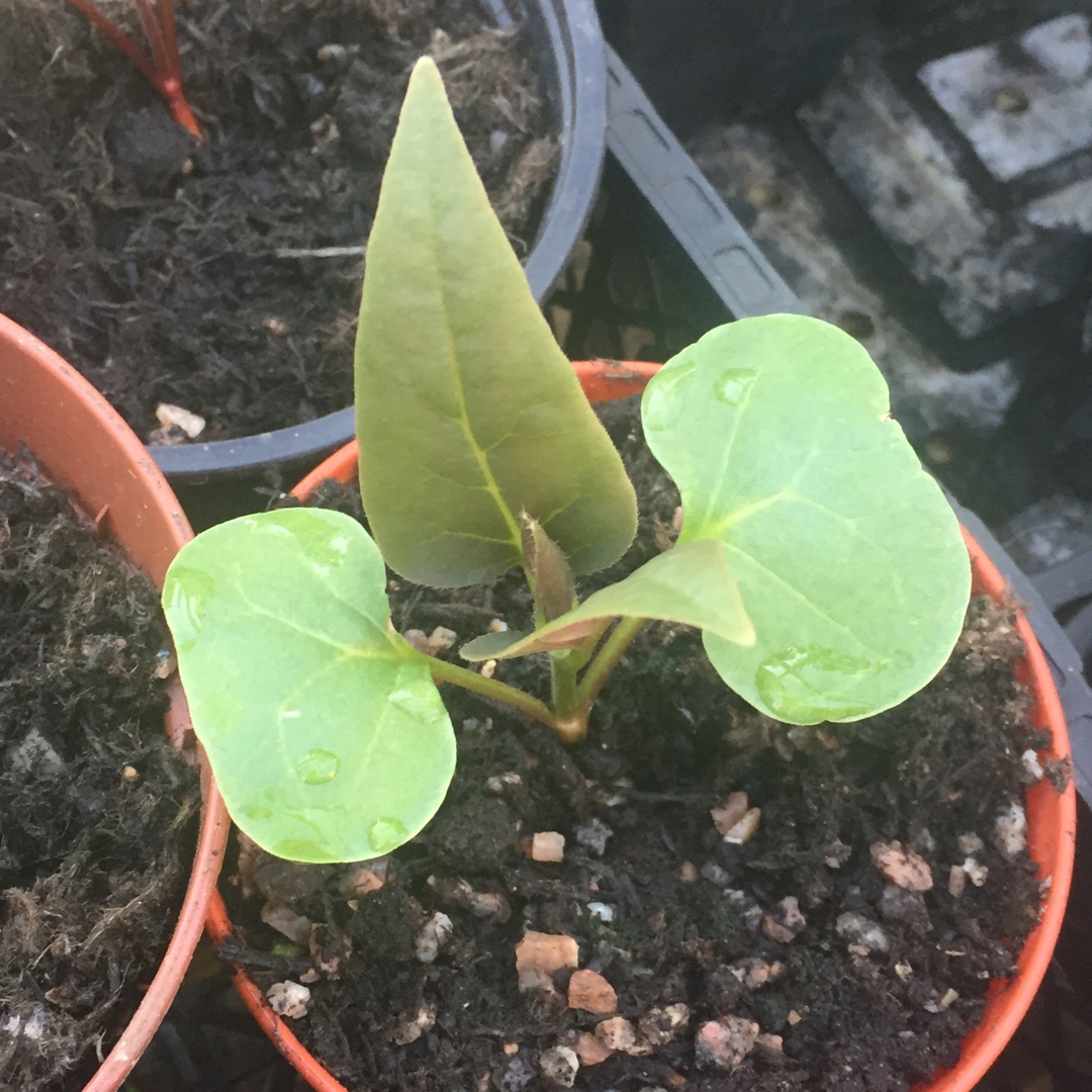 Marvel Of Peru Broken Colors in the GardenTags plant encyclopedia