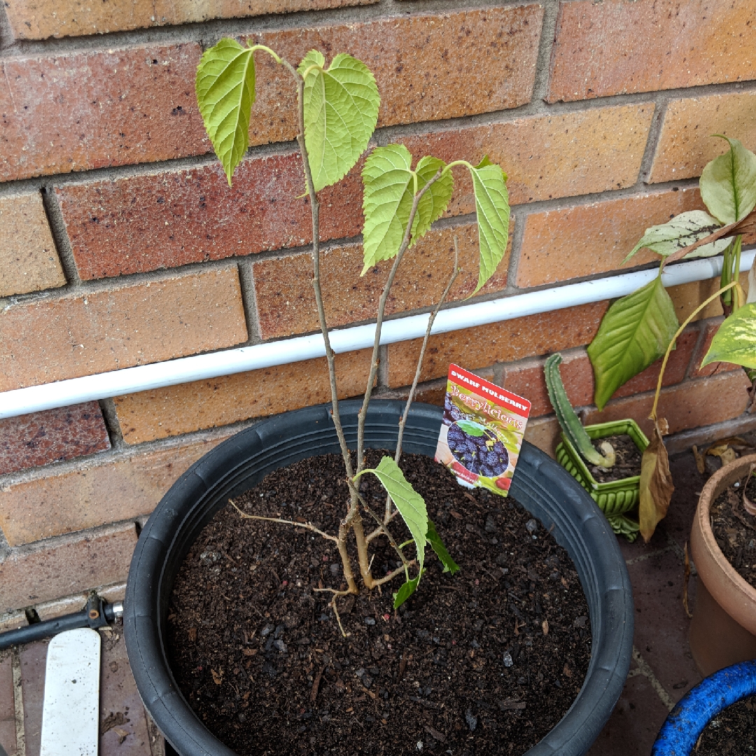 Black Mulberry in the GardenTags plant encyclopedia