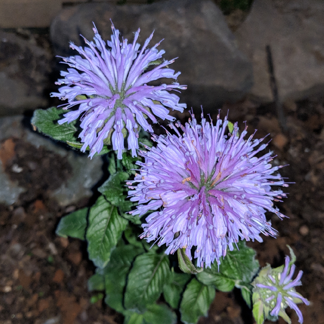 Bergamot Sugar Buzz® Blue Moon in the GardenTags plant encyclopedia