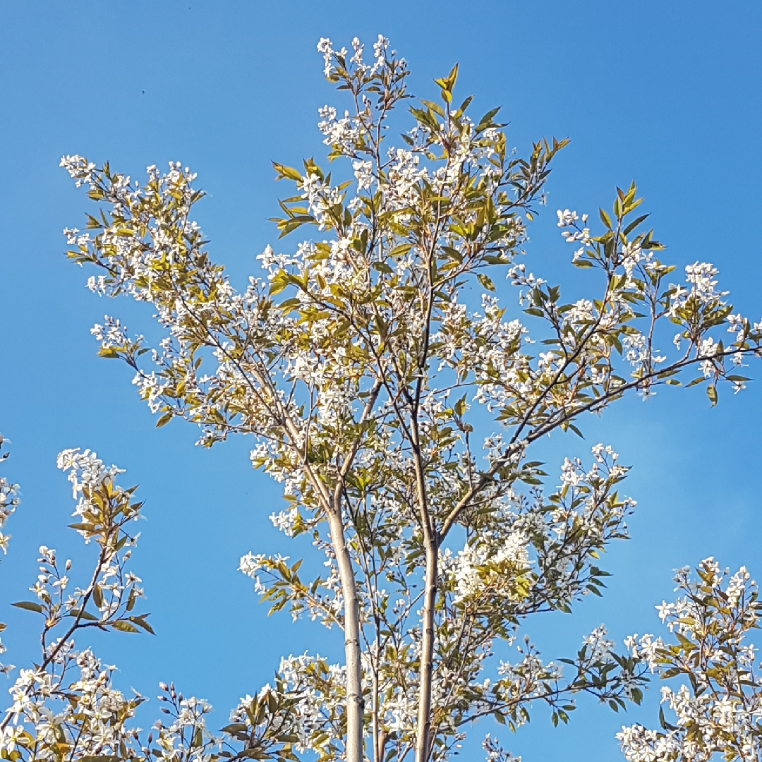 Serviceberry Robin Hill in the GardenTags plant encyclopedia