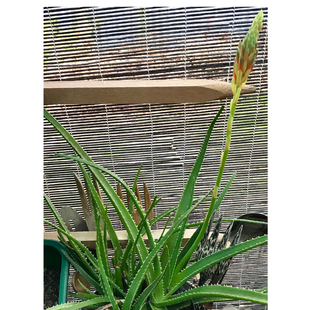 Aloe Topaz in the GardenTags plant encyclopedia