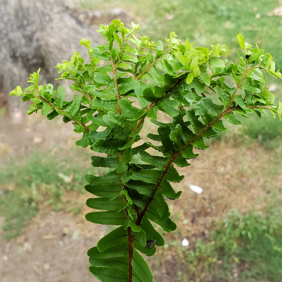 Boston Fern Petticoat in the GardenTags plant encyclopedia