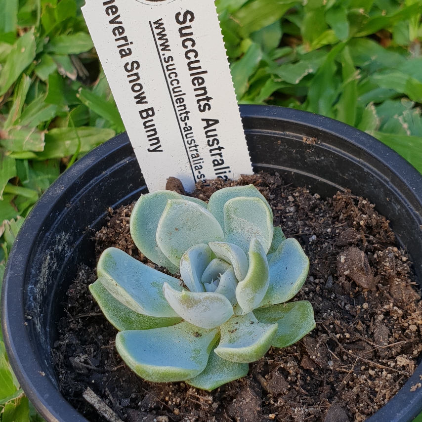 Echeveria Snow Bunny in the GardenTags plant encyclopedia