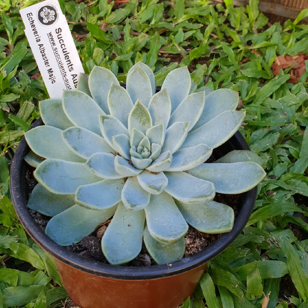 Echeveria Alabaster Magic in the GardenTags plant encyclopedia