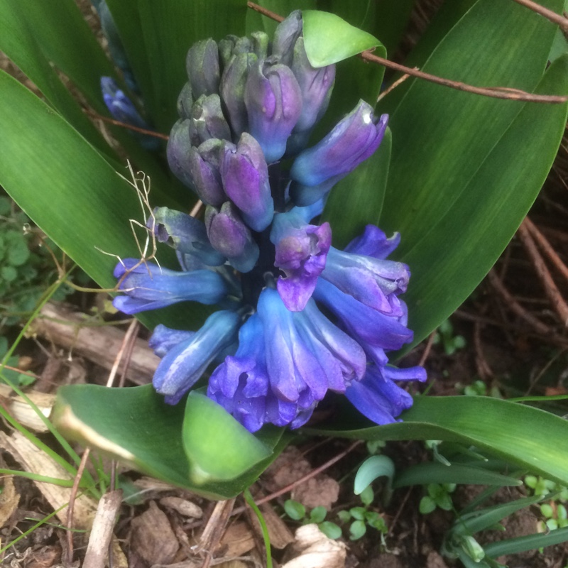 Hyacinth Delft Blue in the GardenTags plant encyclopedia