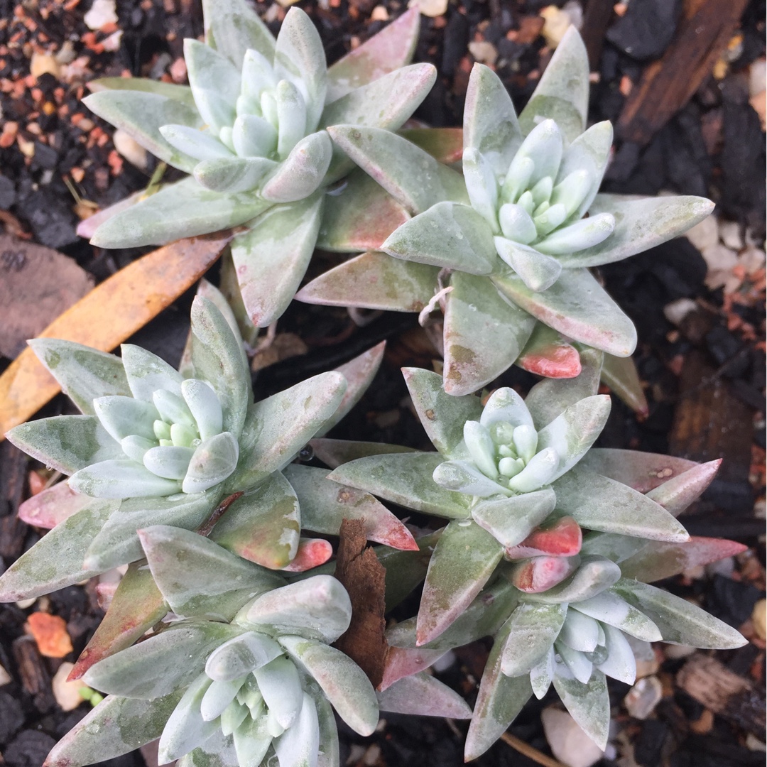 Dudleya White Sprite in the GardenTags plant encyclopedia