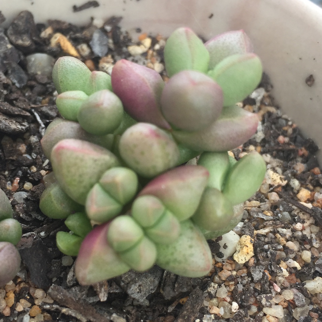 Crassula elegans in the GardenTags plant encyclopedia