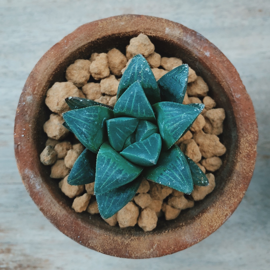 Haworthia Otzenii in the GardenTags plant encyclopedia