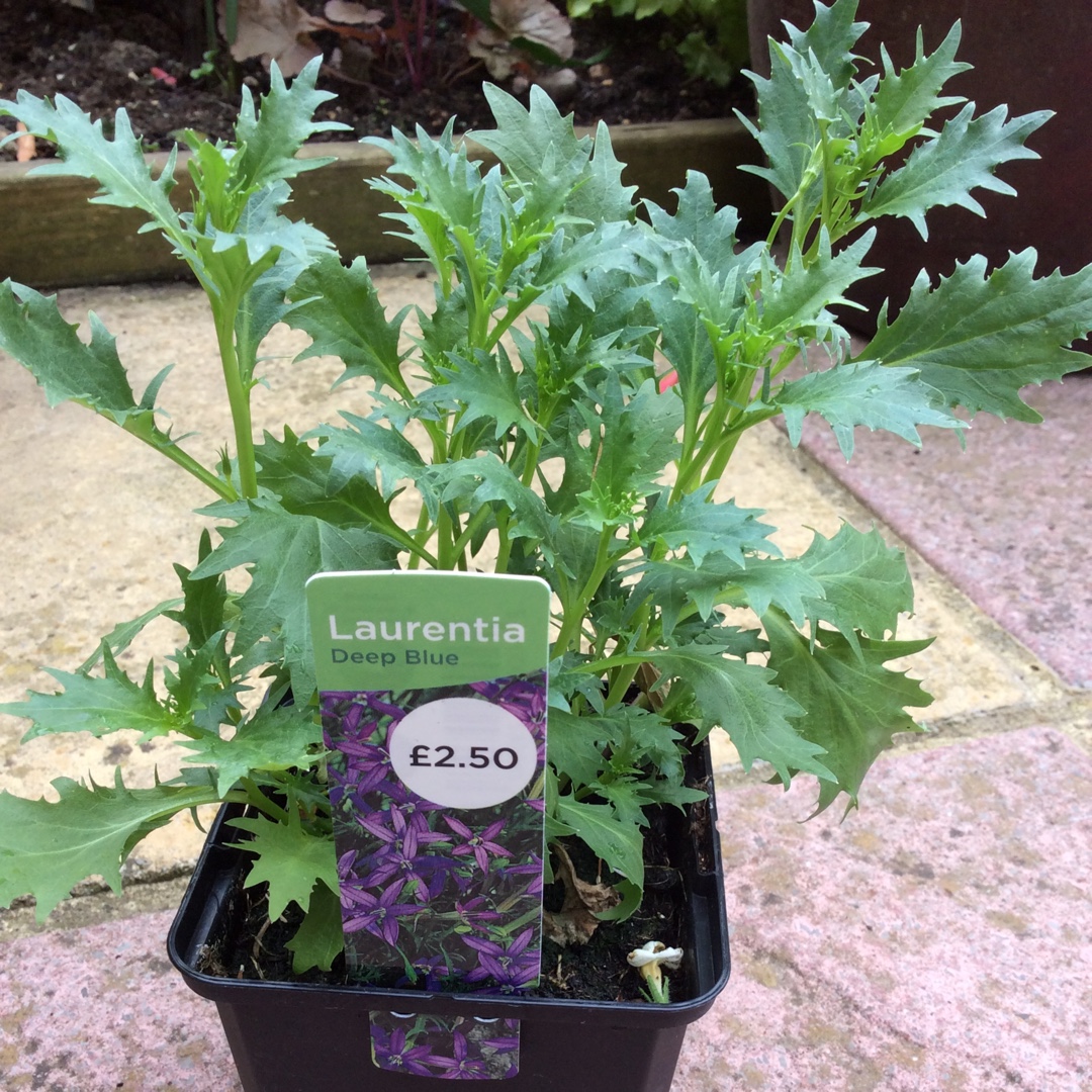 Blue Star CreeperDeep Blue in the GardenTags plant encyclopedia