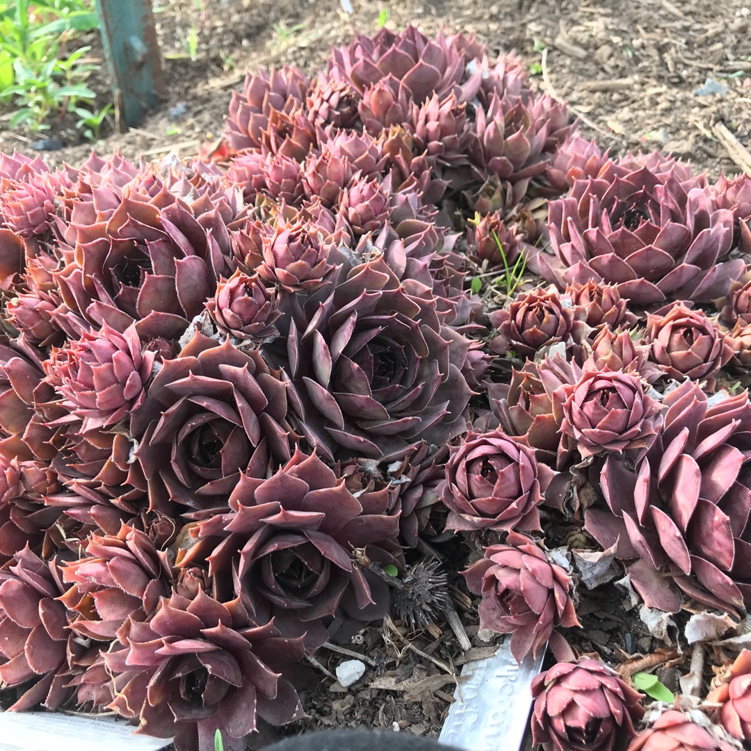 Sempervivum Magnificum in the GardenTags plant encyclopedia