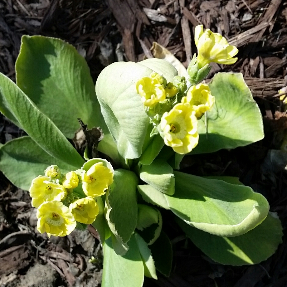 Auricular Primrose Yellow in the GardenTags plant encyclopedia