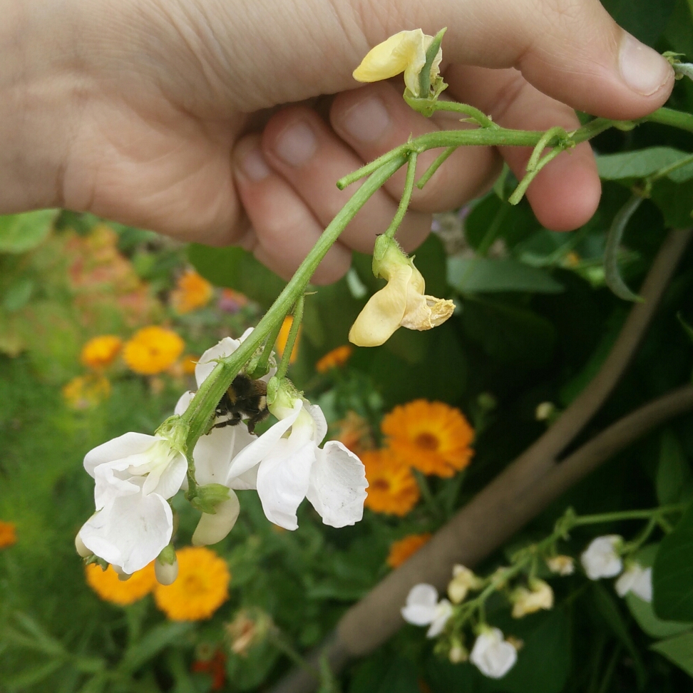 Runner Bean White Emergo in the GardenTags plant encyclopedia