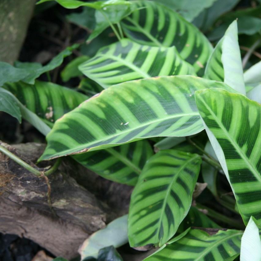 Zebra Plant in the GardenTags plant encyclopedia