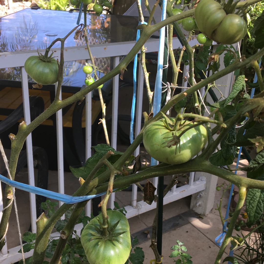 Tomato Red Brandywine (Beefsteak tomato) in the GardenTags plant encyclopedia